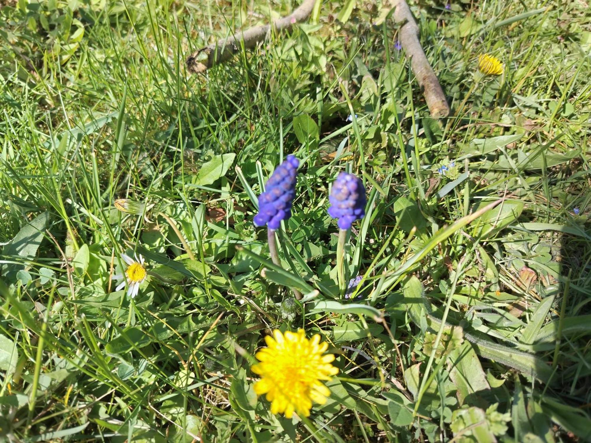 Két Puli Vendégház Bekescsaba Esterno foto
